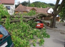 Kwikfynd Tree Cutting Services
southernsuburbs