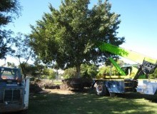 Kwikfynd Tree Management Services
southernsuburbs