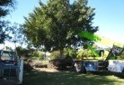 Southern Suburbs tree-management-services-4.JPG; ?>