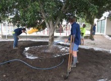 Kwikfynd Tree Transplanting
southernsuburbs